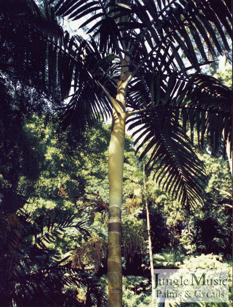 Chambeyronia hookeri